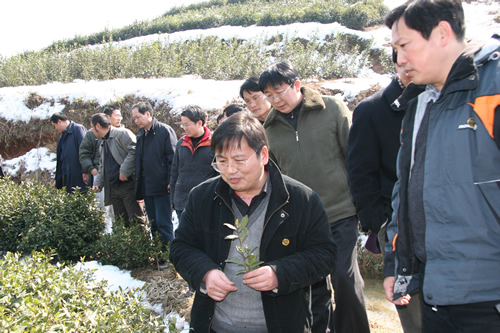 楊亞軍所長，陳直書記與專家一道，深入茶園，考察災情