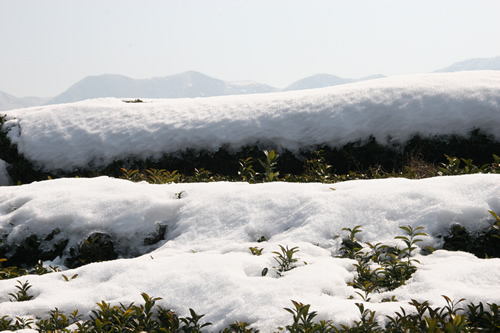 雪層如絮，短時難以消融