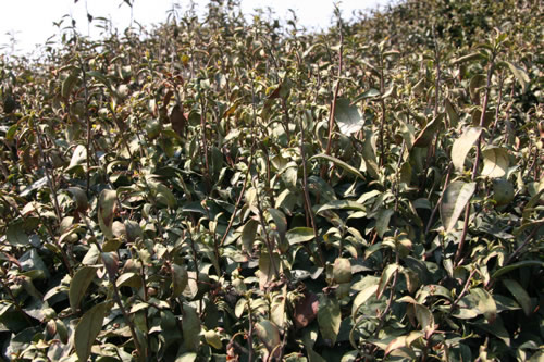 老茶園茶樹上部枝條受凍干枯