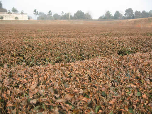 湖南成齡茶園凍害